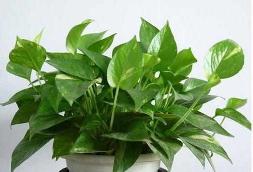 多菌灵， 广谱杀菌，绿萝的守护神