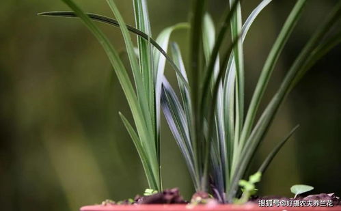韭菜兰花养殖全攻略：技巧与注意事项速览