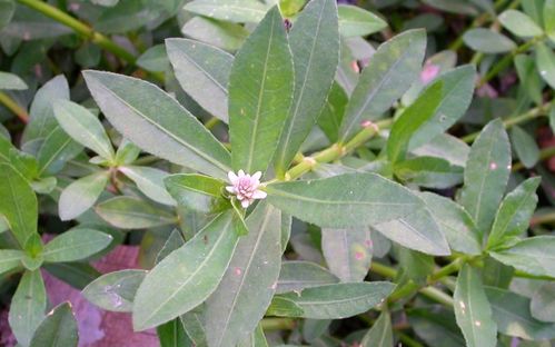 爬山虎，你为何如此烦人