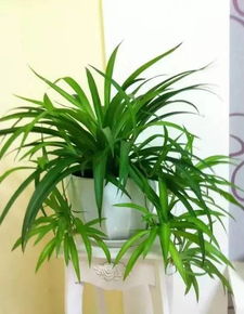 土壤问题：金边吊兰的根系成长大揭秘