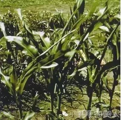 解除除草剂药害的特效药有哪些？