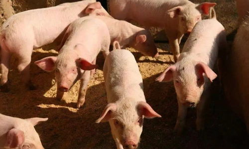 AI如何让机器学习在养猪业中提前预警猪病，兽医未来Neng否离得开人工智Neng？