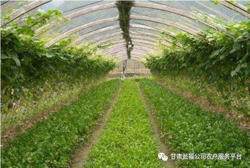 北方冬天种植蔬菜， 选对品种是关键