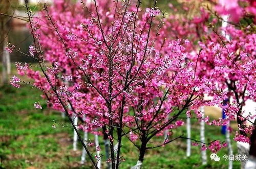 樱花盛开时节是何时？国内赏樱胜地花期大公开