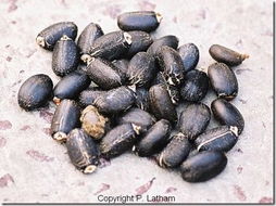 夹竹桃：毒美人还是隐形杀手？