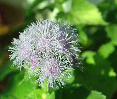藿香蓟属菊科植物，与藿香同科不同属