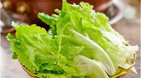 生菜怎么吃最健康？它的功效与作用禁忌有哪些