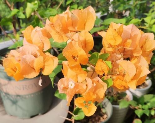 1. 樱花：顶流背后的秘密