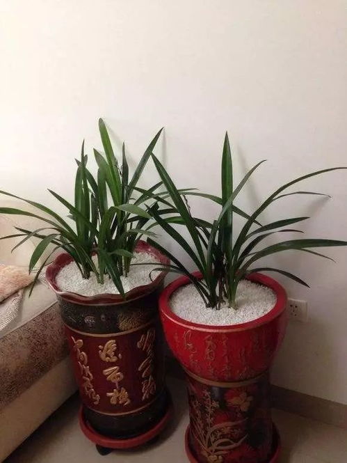 兰花叶子头上黑，养护秘诀是什么