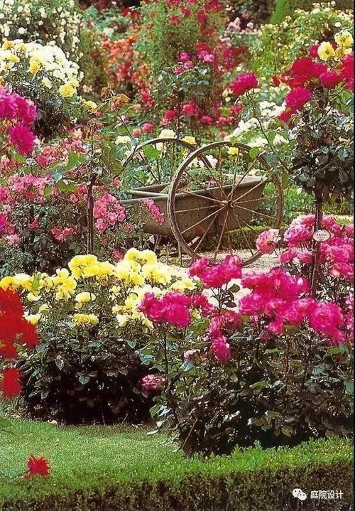 庭院种植的花草，美观又容易养护