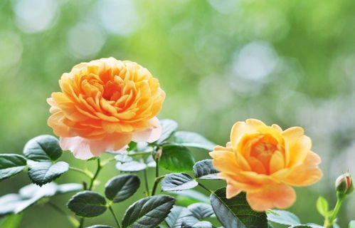 浇水有讲究， 花儿才旺盛