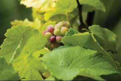 栀子与圆叶葡萄：两种不同的美丽