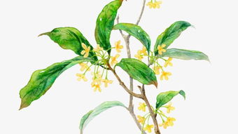 1、采摘桂花，时机要选对