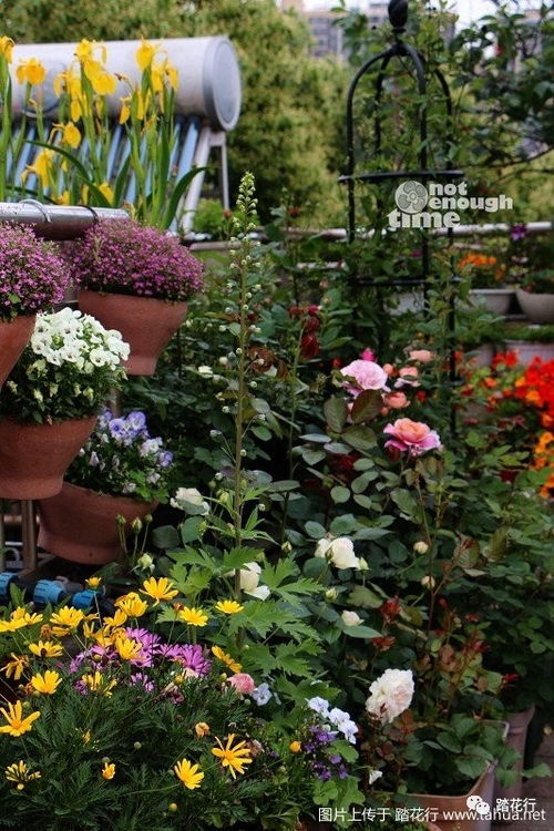 草花种植，密度与品种