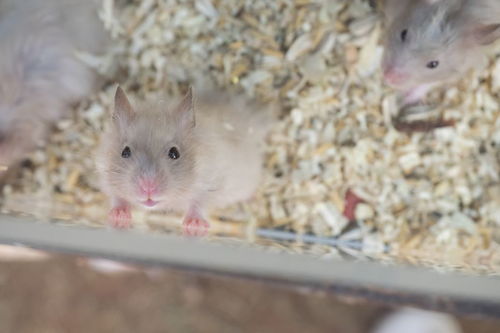 仓鼠闻到杀虫剂会不会马上死亡？