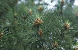 黄山松针叶变黄的原因分析