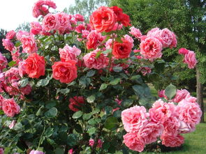 浪漫黄河月季的花期是多久？