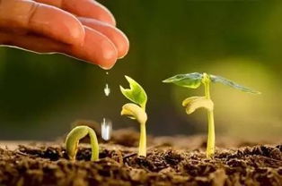 喷后至少等待7天 再浇水