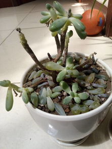 盆花缺水会掉叶子，为什么缺水呢