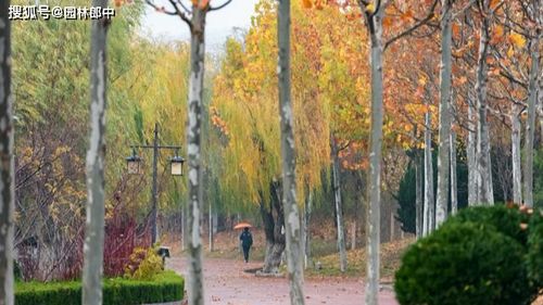 适合碱性土壤的树木