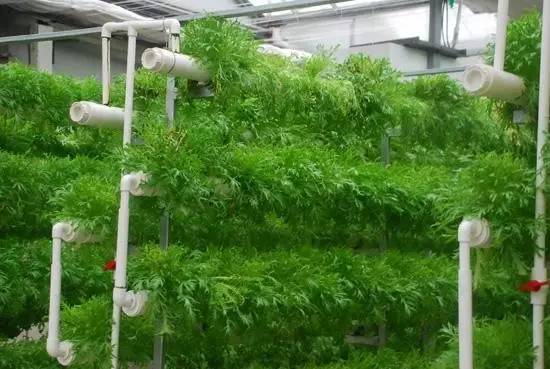 无土栽培技术详解，新手如何快速上手