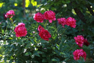 月季花开时节：春夏之约