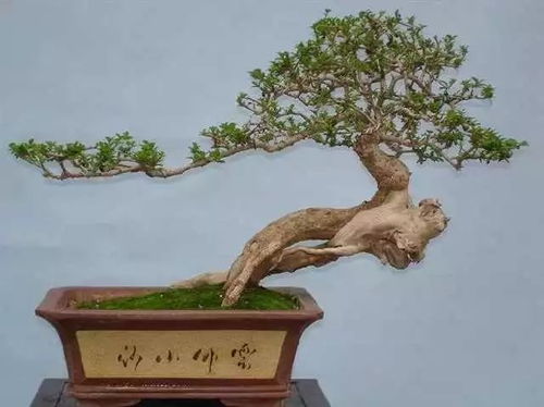 盆景营养土如何配制？哪种比例最适宜植物生长