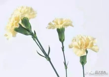 父亲节送什么花好？康乃馨代表感恩