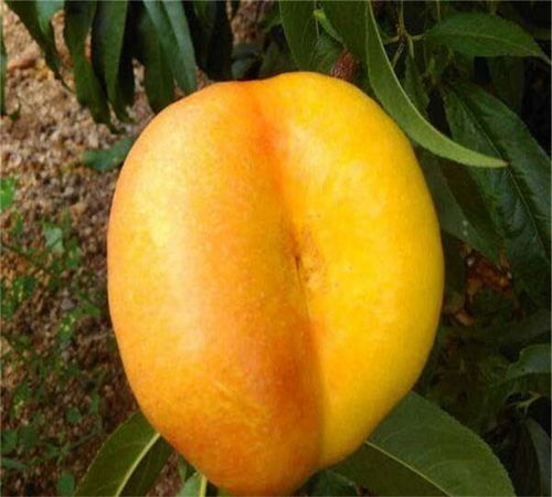 桃树树苗市场指南：怎么挑，怎么养？