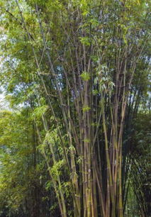 竹林中的神秘之竹