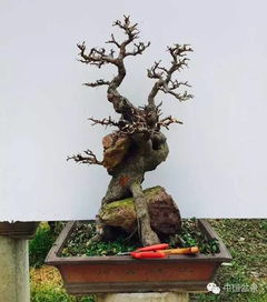 榆树根变盆景，神奇又有趣！