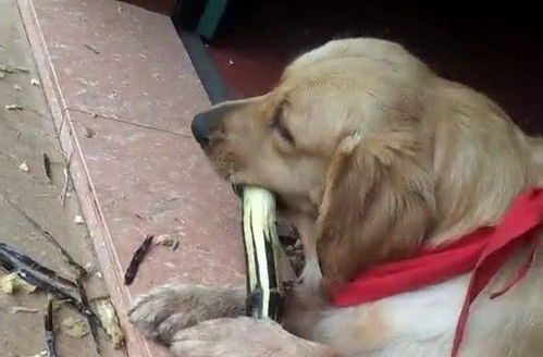 我家狗狗误食除草剂，会有生命危险吗？该如何紧急处理？