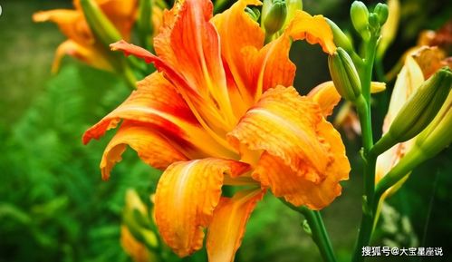 金针开了花后的收割和保存攻略