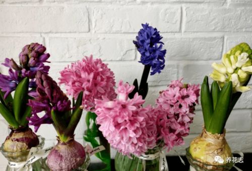 蔓性天竺葵的种植要点