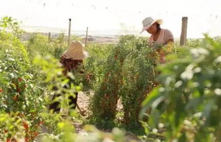 那怎么才Neng平安使用除草剂呢？