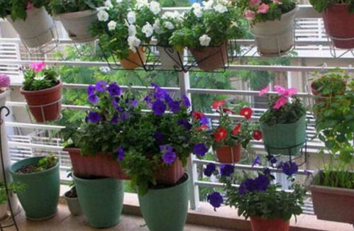 观赏花卉：月季和蔷薇