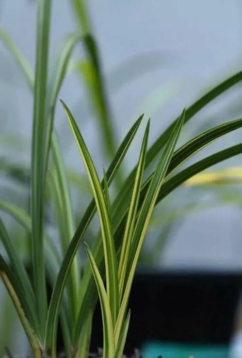 兰花喷百菌清，具体多久一次？