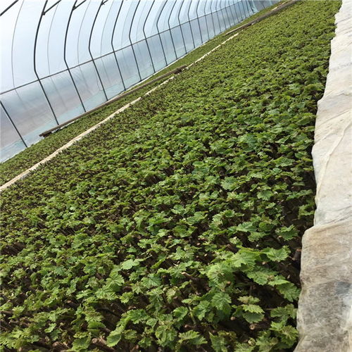 大棚养殖与种植，各有优势