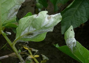 灰霉病的传播途径