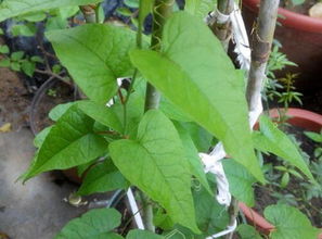 珊瑚繁殖的主要方式