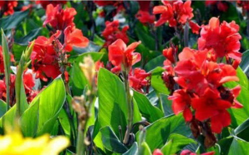 迷迭香：香气浓郁，驱除异味