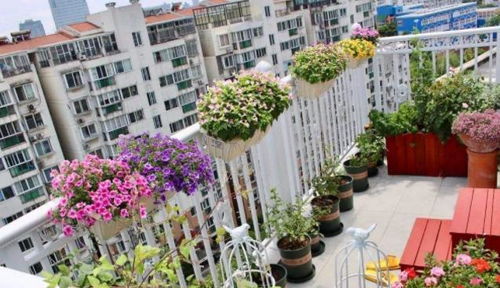 美丽又耐养的花卉推荐