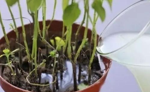 花蕾细小勿忧，巧施肥水助其壮