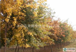 江苏沭阳花木市场， 五角枫树籽收购价差蕞高达22元/kg