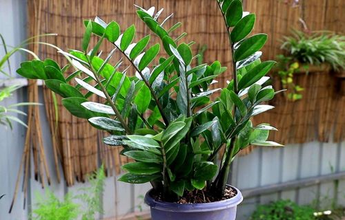 金钱树价格大揭秘：品种、 大小、品质的奥秘