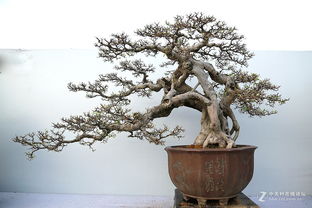 中国十大盆景品种大盘点