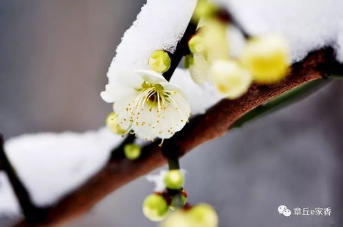 冬季养护的讲究