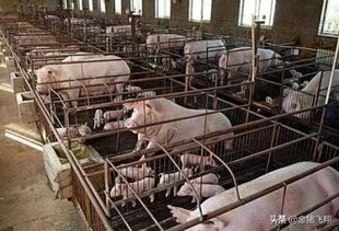 猪场疫苗回温技巧：最佳温度是多少？