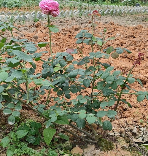 藤本月季的笋芽，我的小宝贝