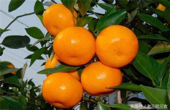 柑橘蜜与荔枝蜜，哪种更胜一筹
